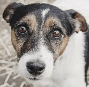 Pets of the Week: Jack